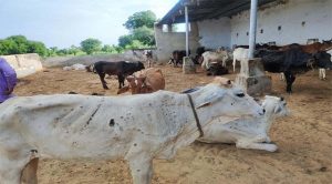हमीरपुर व सिरमौर में लंपी वायरस का कहर जारी, 6 पशुओं की मौत