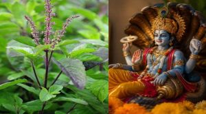 Putrada Ekadashi 2026: एकादशी पर क्यों नहीं तोड़ते तुलसी के पत्ते? जानें धार्मिक मान्यता