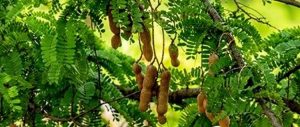 Tamarind Benefits: स्वाद ही नहीं, सेहत का खजाना भी है इमली, पाचन से लेकर इम्यूनिटी तक के लिए फायदेमंद