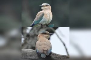 चायल अभयारण्य में पहली बार दर्ज हुआ नीलकंठ, पक्षी विविधता में जुड़ा नया रिकॉर्ड