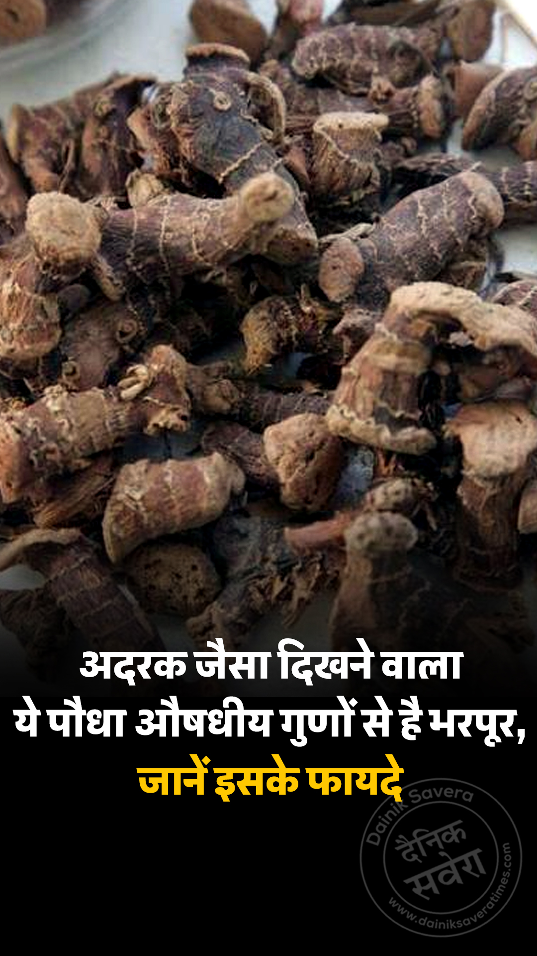 अदरक जैसा दिखने वाला ये पौधा औषधीय गुणों से है भरपूर, जानें इसके फायदे