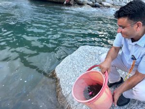 उहल नदी में लौटेगी ट्राउट की रौनक, 40 हजार ब्राउन ट्राउट अंगुलिकाओं का संग्रहण