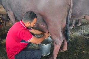 भैंसों से करोड़ों का व्यापार, रॉबिन विदेश जाने वालों के लिए मिसाल