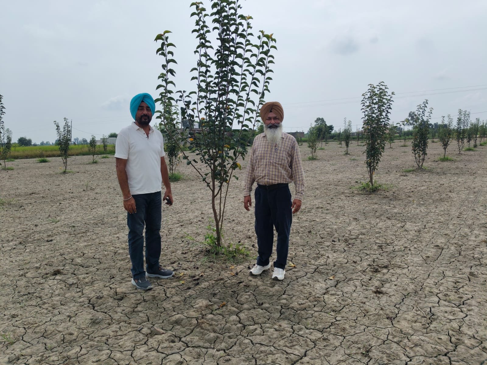 नाशपाती बागों में सही पौधे व पानी प्रबंधन जरूरी