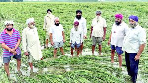 बारिश और तेज हवा से करीब 80 एकड़ धान की फसल गिरी, किसानों ने मुआवजे की लगाई गुहार