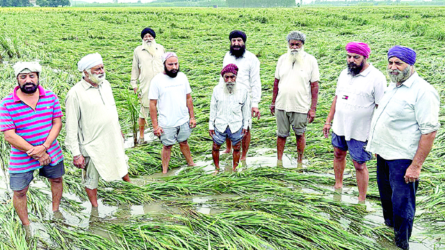 बारिश और तेज हवा से करीब 80 एकड़ धान की फसल गिरी, किसानों ने मुआवजे की लगाई गुहार