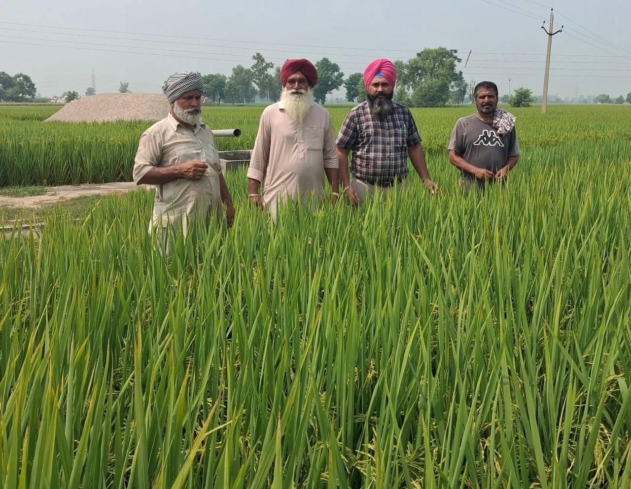 जरूरत से ज्यादा यूरिया से बढ़ सकता है कीट और बीमारियों का खतरा: डॉ. गुरमिंदर सिंह बराड़