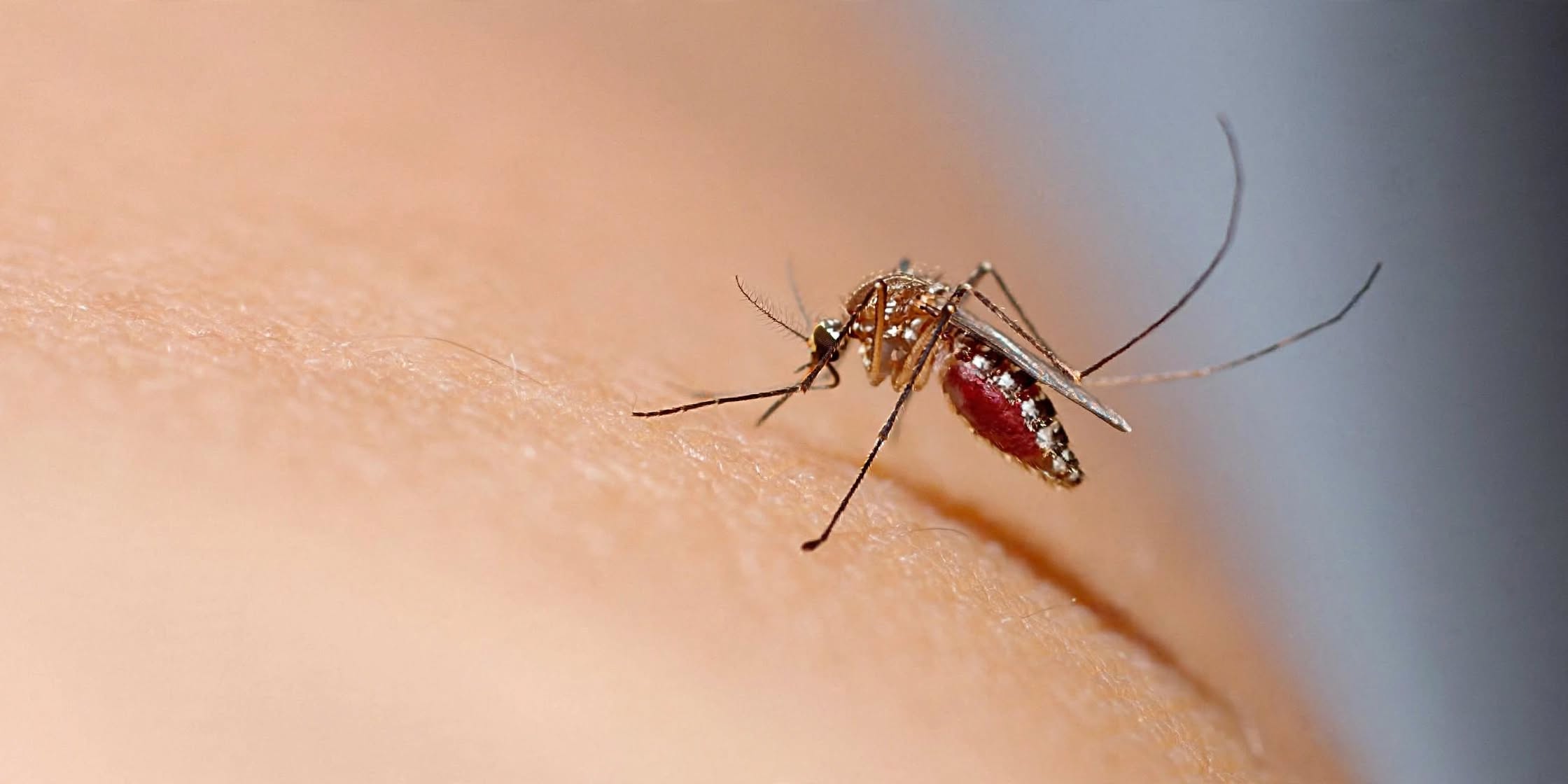 Bangladesh Dengue: बांग्लादेश में डेंगू का बढ़ा कहर, 16 दिनों में 74 लोगों की मौत