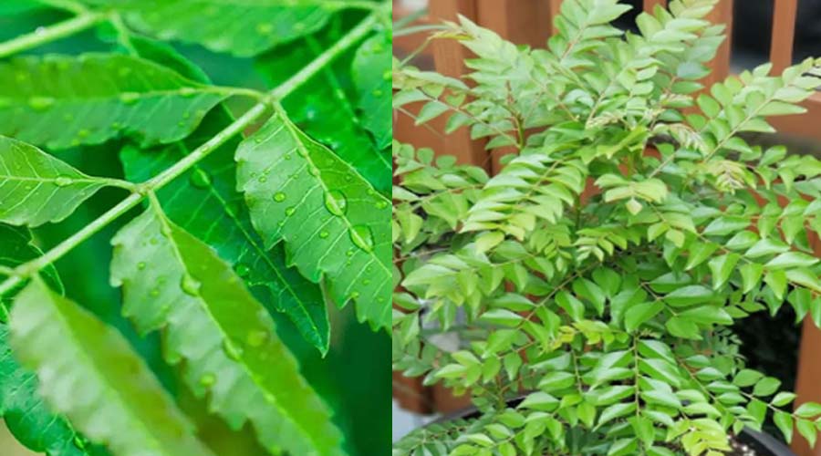 Homemade Hair Pack: बालों की देखभाल के लिए अपनाएं नीम-कड़ी पत्ते का पाउडर, ऐसे करें इस्तेमाल