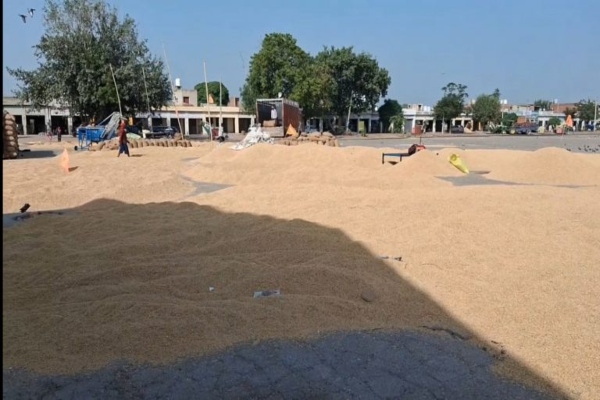 धान की खरीद से पहले मोगा मंडी की तैयारियों पर उठे सवाल