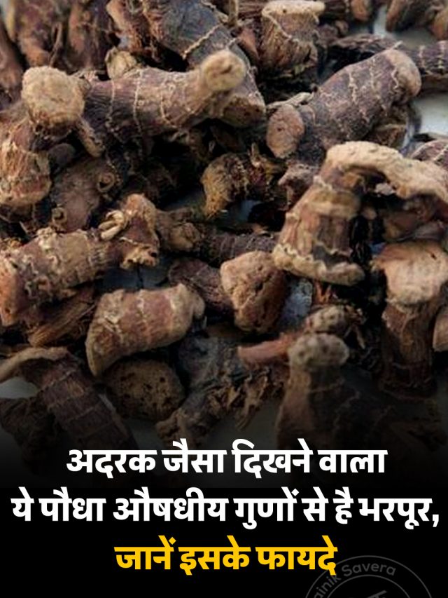 अदरक जैसा दिखने वाला ये पौधा औषधीय गुणों से है भरपूर, जानें इसके फायदे