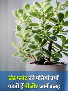 Jade plant leaves turn yellow