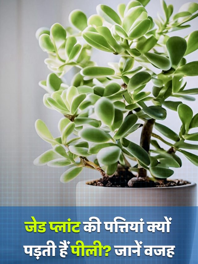 जेड प्लांट की पत्तियां क्यों पड़ती हैं पीली? जानें वजह