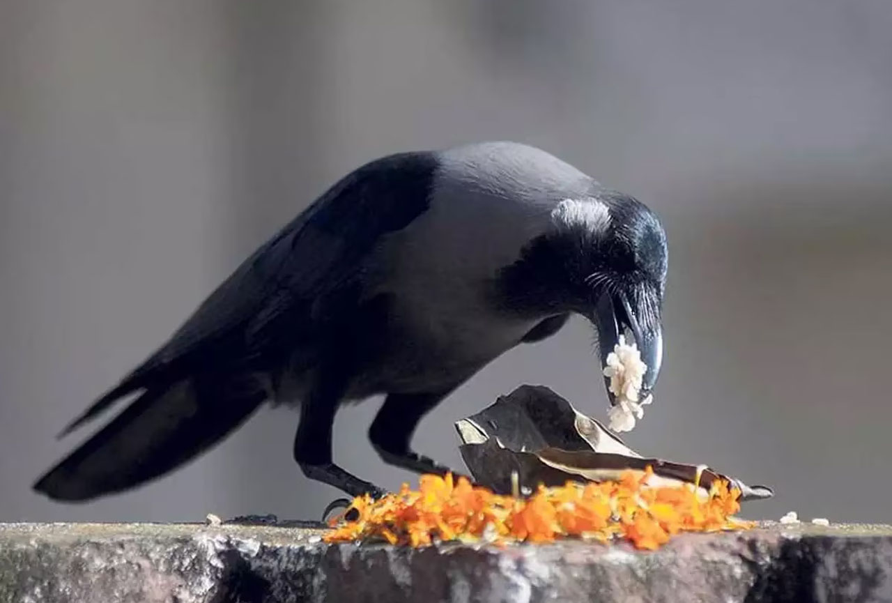 पितृपक्ष में कौवे को क्यों खिलाया जाता है श्राद्ध का भोजन? जानिए पौराणिक कथा और मान्यता