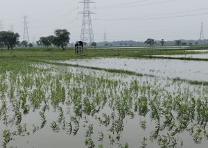 लगातार बारिश से प्रयागराज के तरहार क्षेत्र में हजारों बीघा फसल जलमग्न