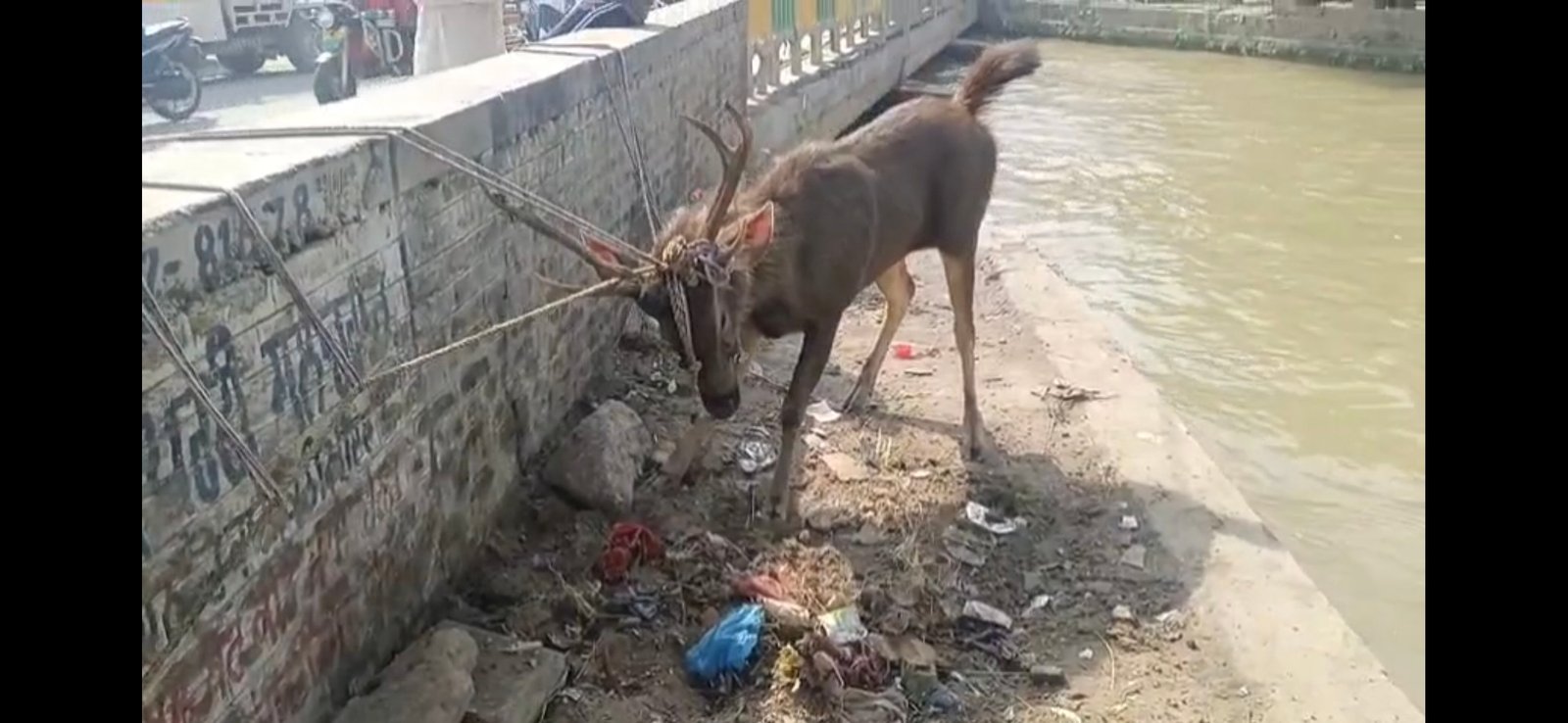 लुधियाना की गिल नहर में फंसे बारहसिंगा का रेस्क्यू, गोताखोरों सुरक्षित निकाला बाहर