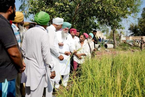 फरीदकोट: स्पीकर कुलतार सिंह संधवान ने बारिश और ओलावृष्टि से खराब हुई धान की फसल का लिया जायजा