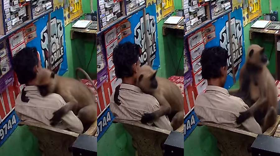 मोबाइल की दुकान में घुसा लंगूर, दुकानदार को गले लगाकर बैठा रहा, वीडियो हुआ वायरल