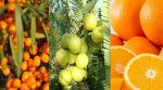 Vitamin C Healthy fruits